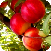 Нектарин "Любимец" Нектарин "Любимец"